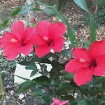 Loulaki Magazia Paxi Apartamento *
