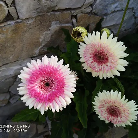 Loulaki Magazia Paxi Arvanitakeika