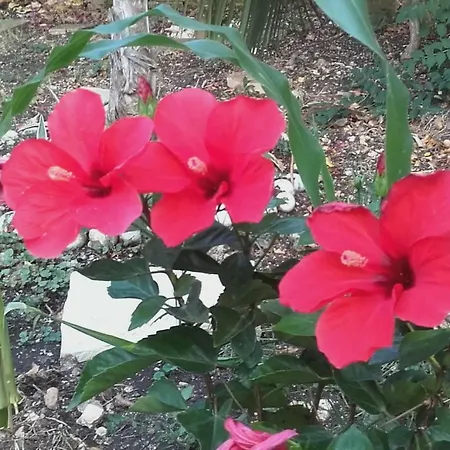 Loulaki Magazia Paxi Appartamento *