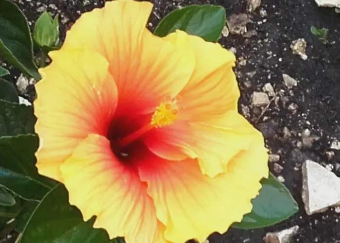 Loulaki Magazia Paxi Lejlighed *